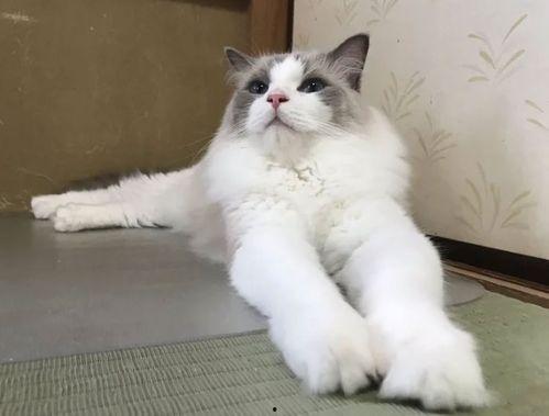 娱乐吃瓜酱旅馆猫咪,揭秘娱乐吃瓜酱旅馆的喵星人生活