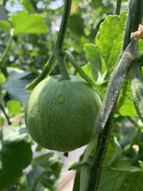 这几年吃的娱乐瓜是什么,盘点近年热门娱乐瓜