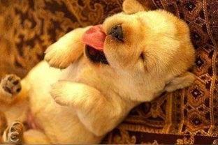 娱乐吃瓜汪星人是谁的小说