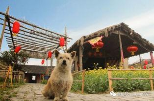 吃瓜娱乐咩咩羊,揭秘娱乐圈幕后故事