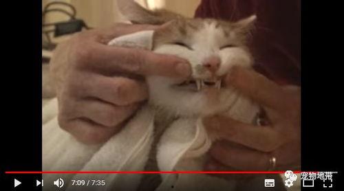 吃瓜群众视频猫咪,萌宠版“娱乐圈”幕后花絮大揭秘