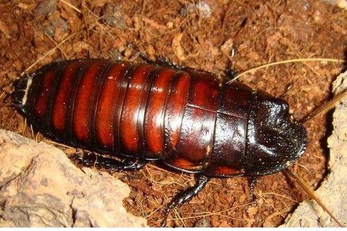 娱乐吃瓜酱大蟑螂